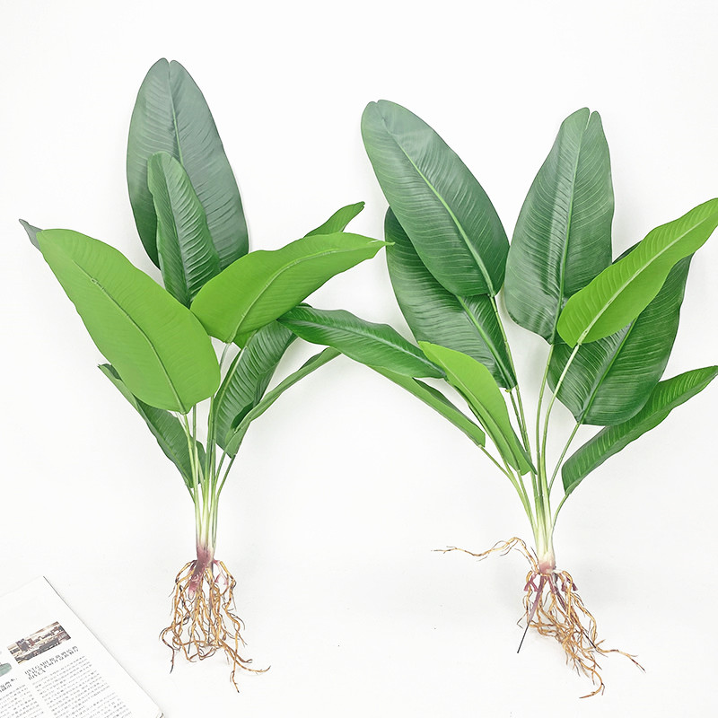 Dracaena Marginata - Nhân Tạo Cây Chuối Xanh Mô